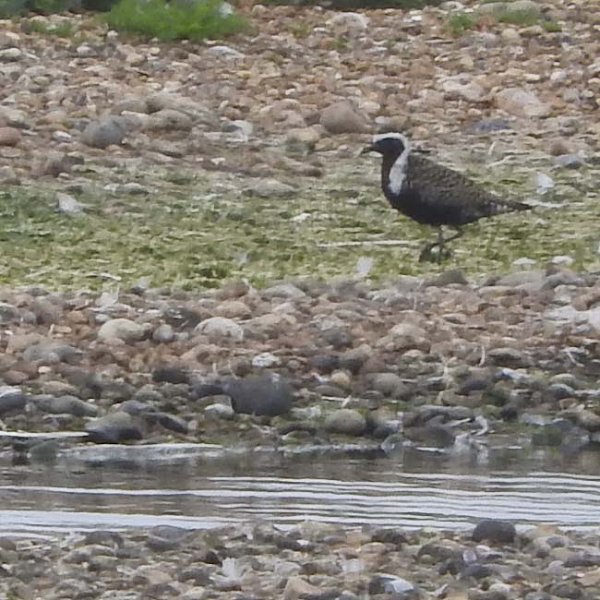 June 2016: Rye Harbour Nature Reserve Sightings